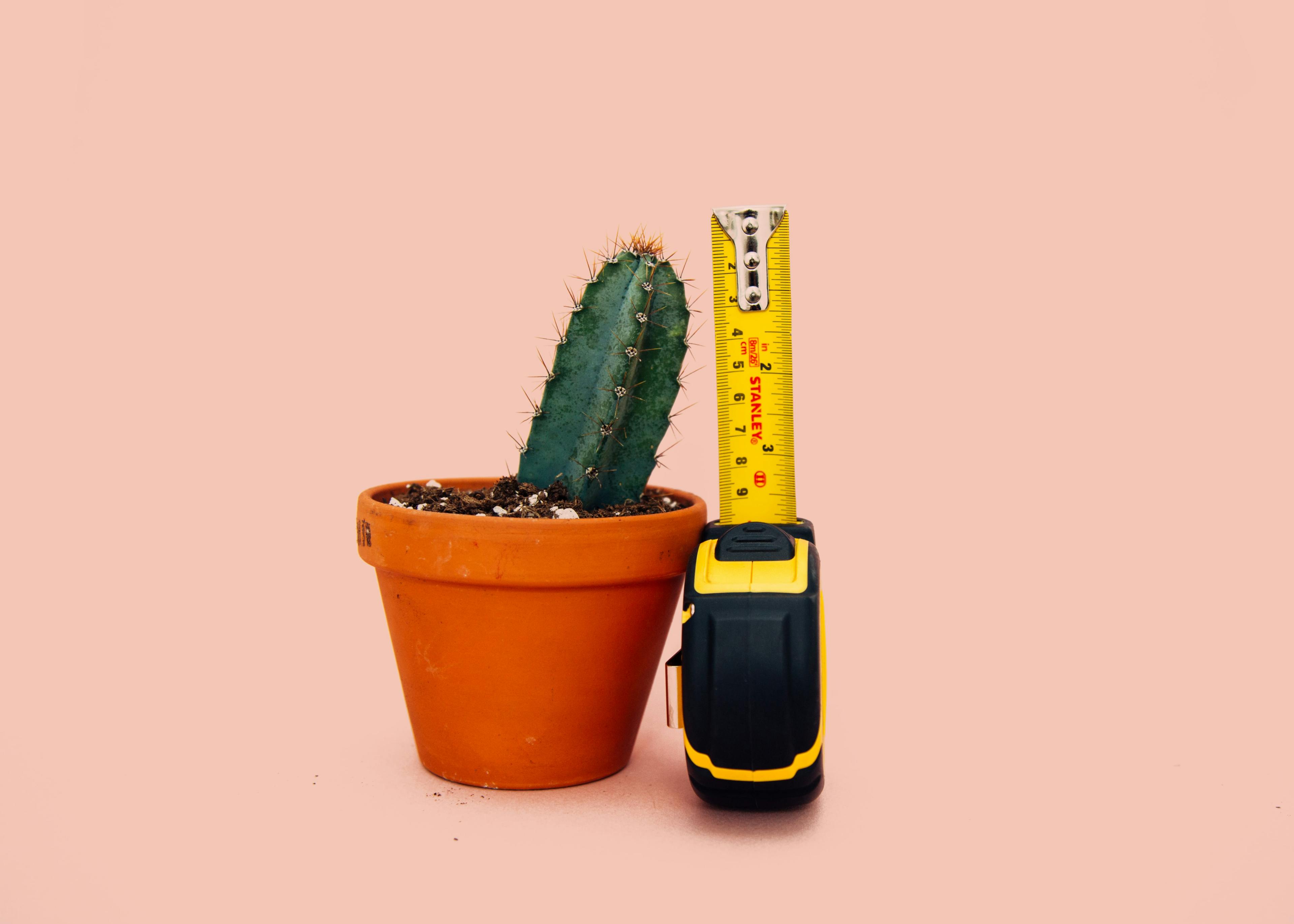Measuing a cactus plant